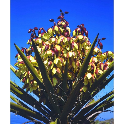 California Yucca Wildflowers in Torrey Pines SP